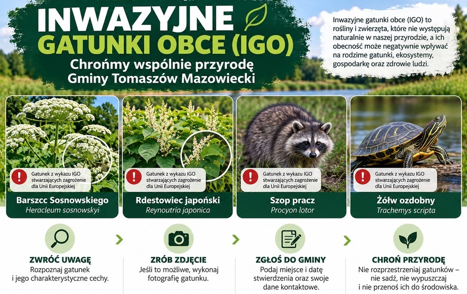 Zasady zgłaszania inwazyjnych gatunków obcych w Gminie Tomaszów Mazowiecki
